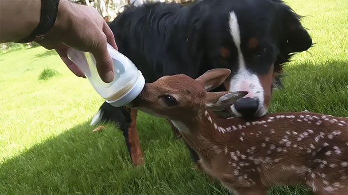 hombre-salva-un-ciervo-recien-nacido-amistad-de-animales (1)