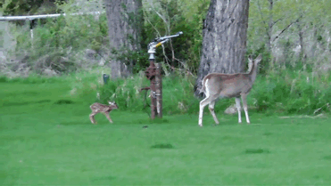 hombre-salva-un-ciervo-recien-nacido-amistad-de-animales (3)