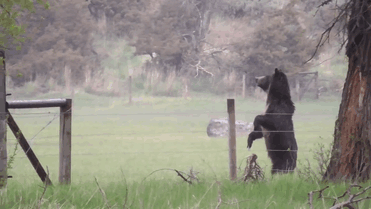 hombre-salva-un-ciervo-recien-nacido-amistad-de-animales (7)