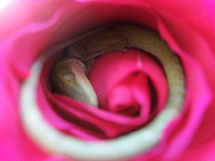 lagarto-durmiendo-rosa (1)
