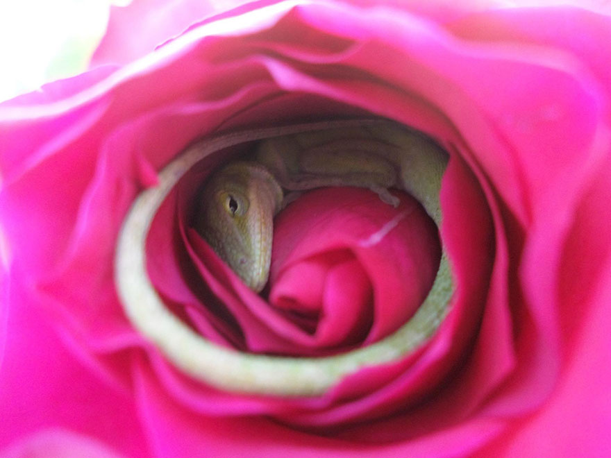 lagarto-durmiendo-rosa (2)