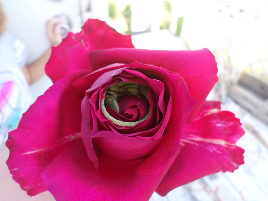lagarto-durmiendo-rosa (3)