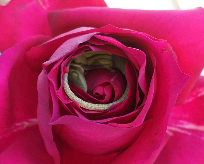 Este lagarto utilizó una rosa como cama y el resultado es adorable