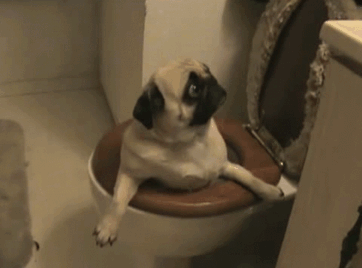 perros-cometiendo-errores (1)
