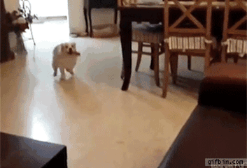 perros-cometiendo-errores (2)