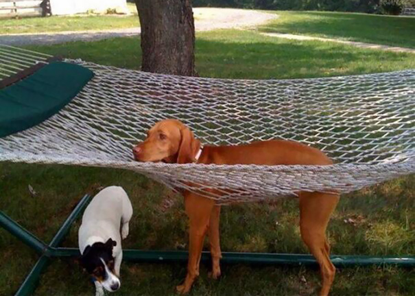 perros-cometiendo-errores (31)