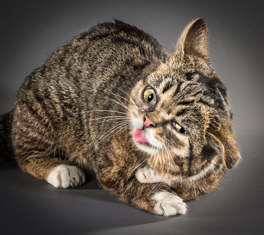 retratos-gatos-sacudiendose-carli-davidson (1)