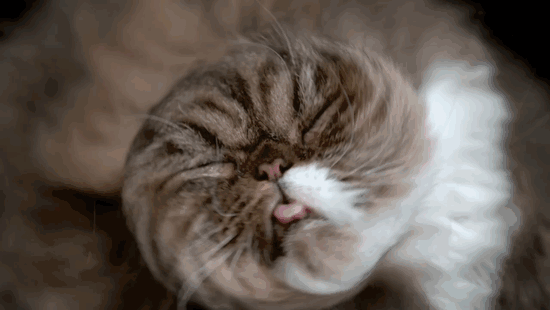 retratos-gatos-sacudiendose-carli-davidson (2)