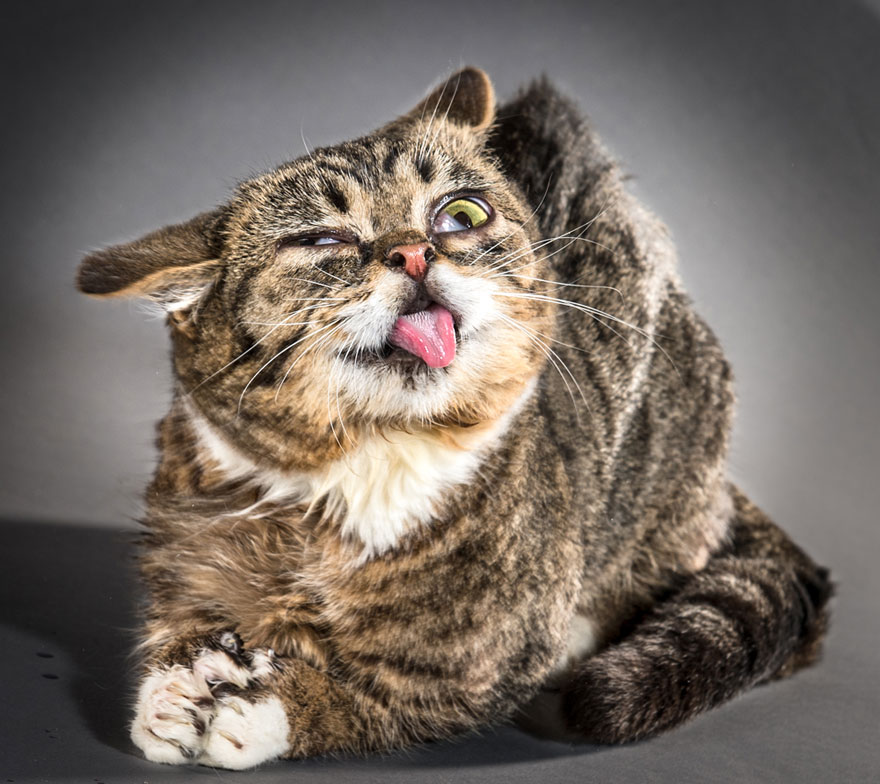 retratos-gatos-sacudiendose-carli-davidson (2)