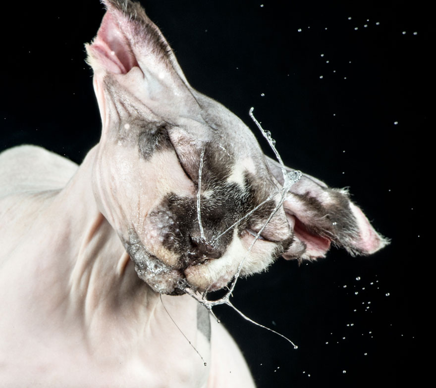 retratos-gatos-sacudiendose-carli-davidson (4)