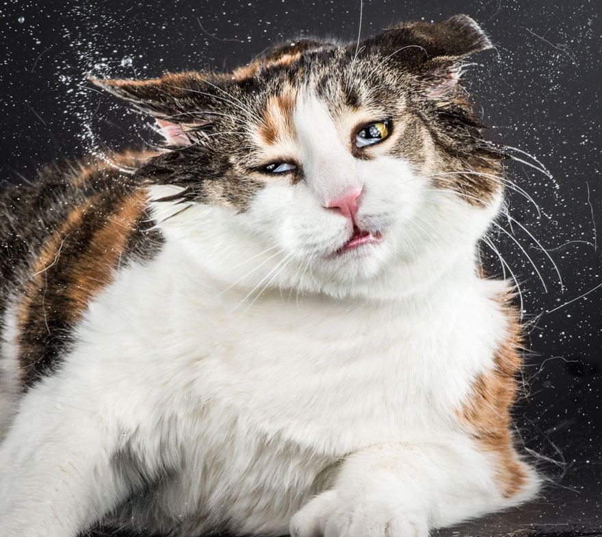 retratos-gatos-sacudiendose-carli-davidson (5)