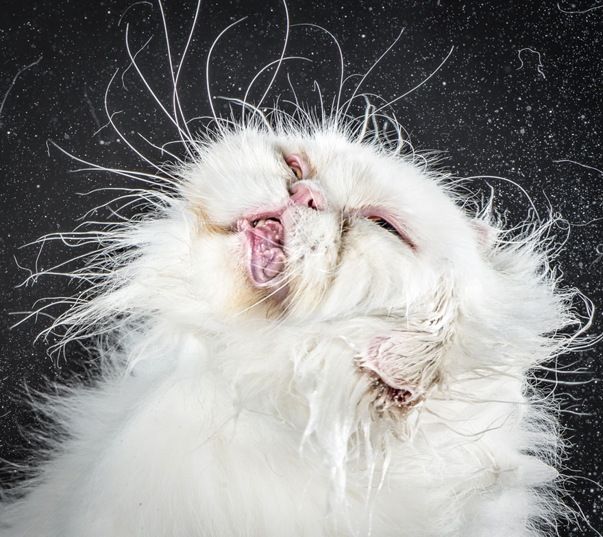 retratos-gatos-sacudiendose-carli-davidson (6)