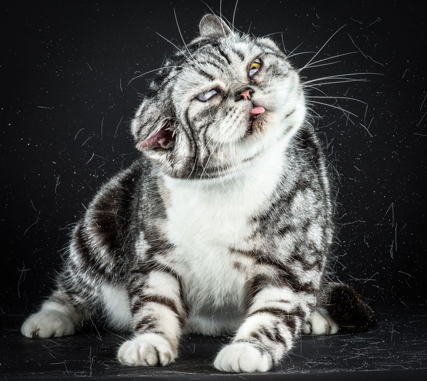retratos-gatos-sacudiendose-carli-davidson (7)