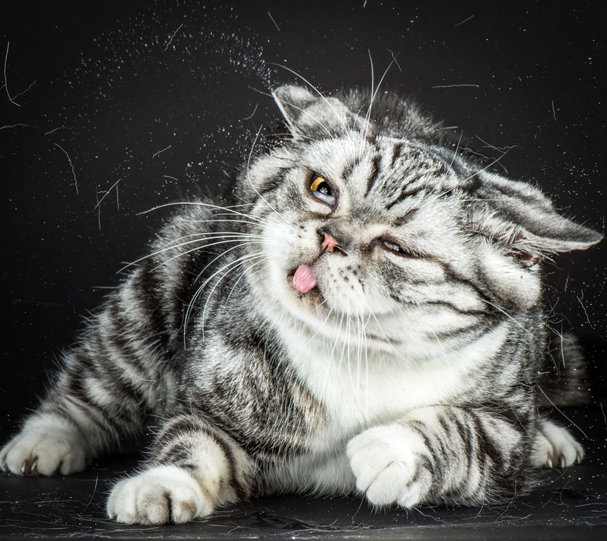 retratos-gatos-sacudiendose-carli-davidson (8)