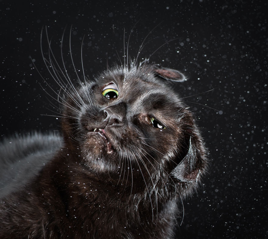 retratos-gatos-sacudiendose-carli-davidson (9)