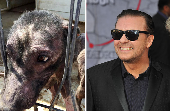 Un tuit de Ricky Gervais salva a 650 perros hambrientos y abandonados