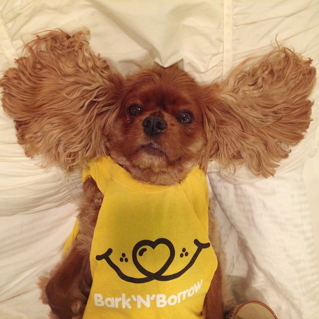 aplicacion-prestar-perros-barknborrow (7)
