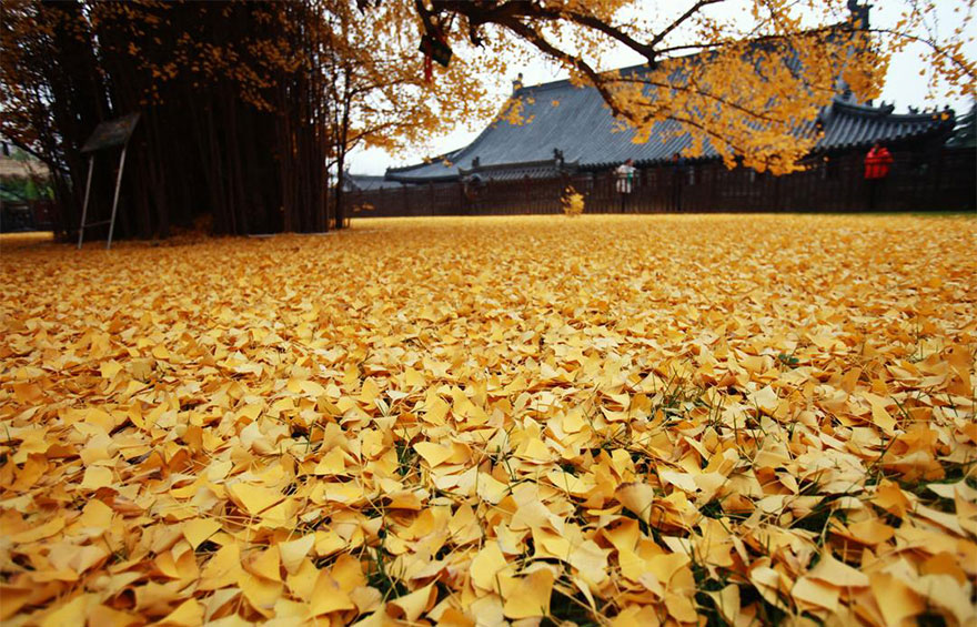 arbol-ginkgo-hojas-caidas-templo-budista-china (2)