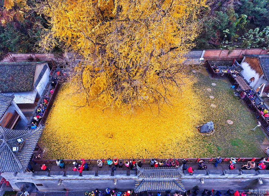 arbol-ginkgo-hojas-caidas-templo-budista-china (3)