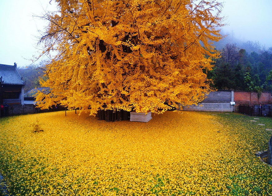 arbol-ginkgo-hojas-caidas-templo-budista-china (5)