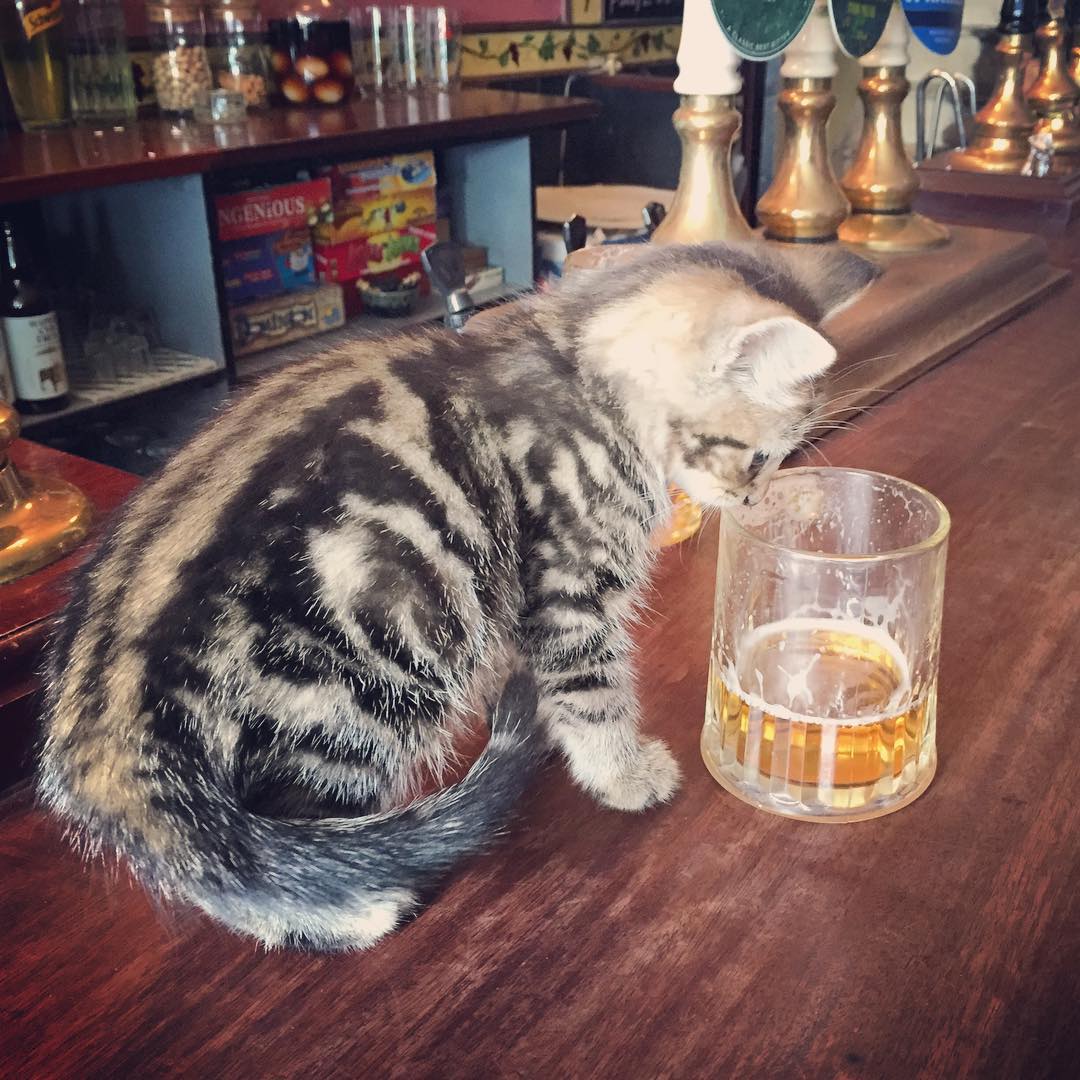 bar-gatos-pub-bag-of-nails-bristol (1)