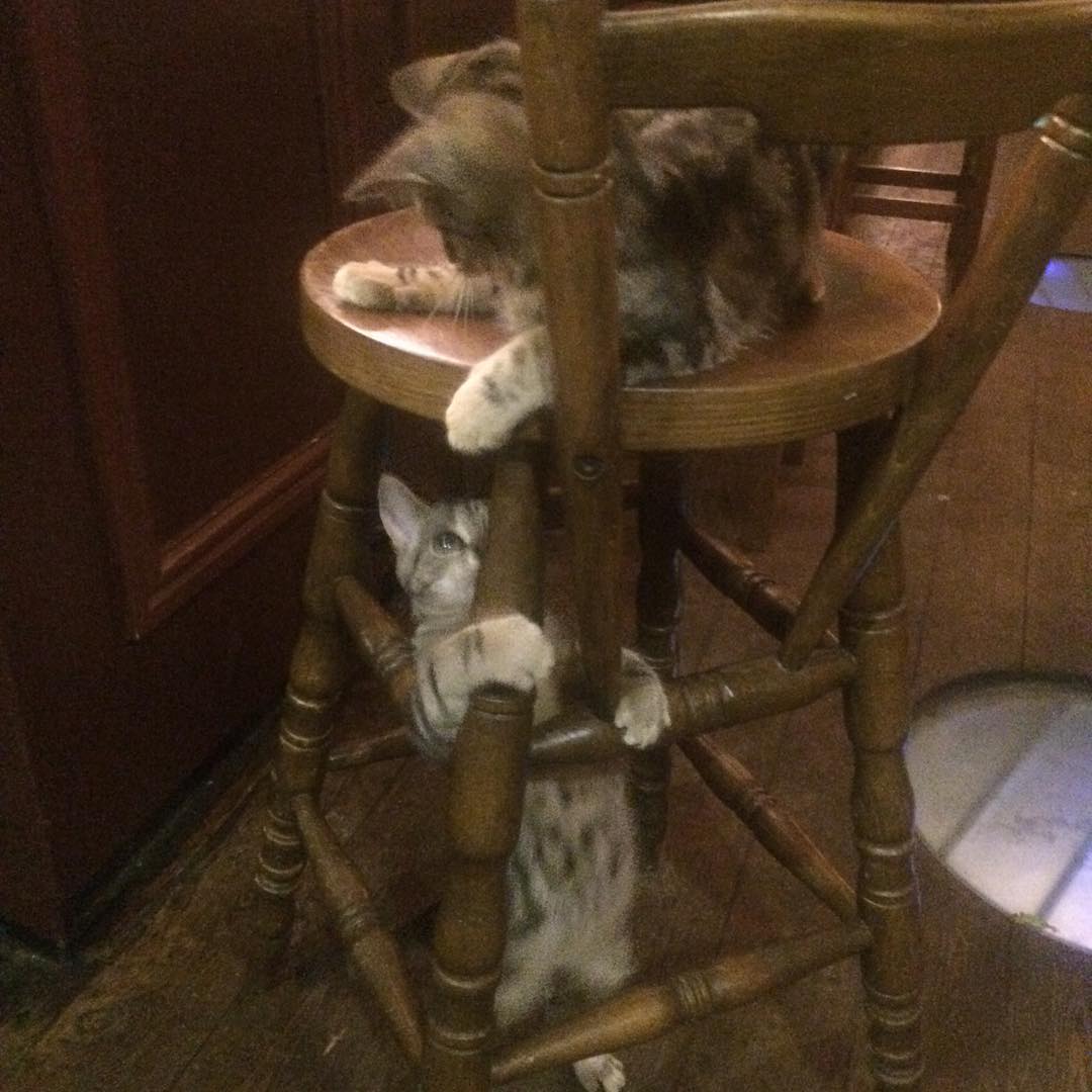 bar-gatos-pub-bag-of-nails-bristol (3)
