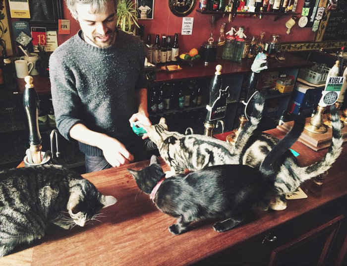 bar-gatos-pub-bag-of-nails-bristol (8)