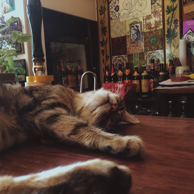 bar-gatos-pub-bag-of-nails-bristol (9)