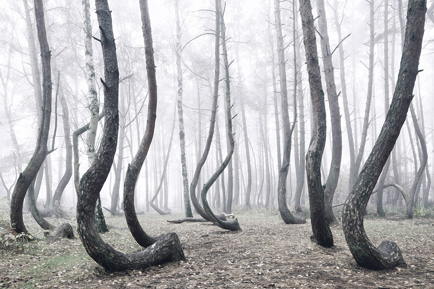 bosque-torcido-krzywy-las-kilian-schonberger-poland-polonia (1)