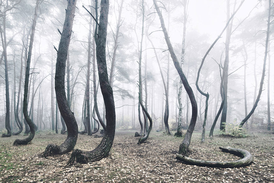 bosque-torcido-krzywy-las-kilian-schonberger-poland-polonia (2)