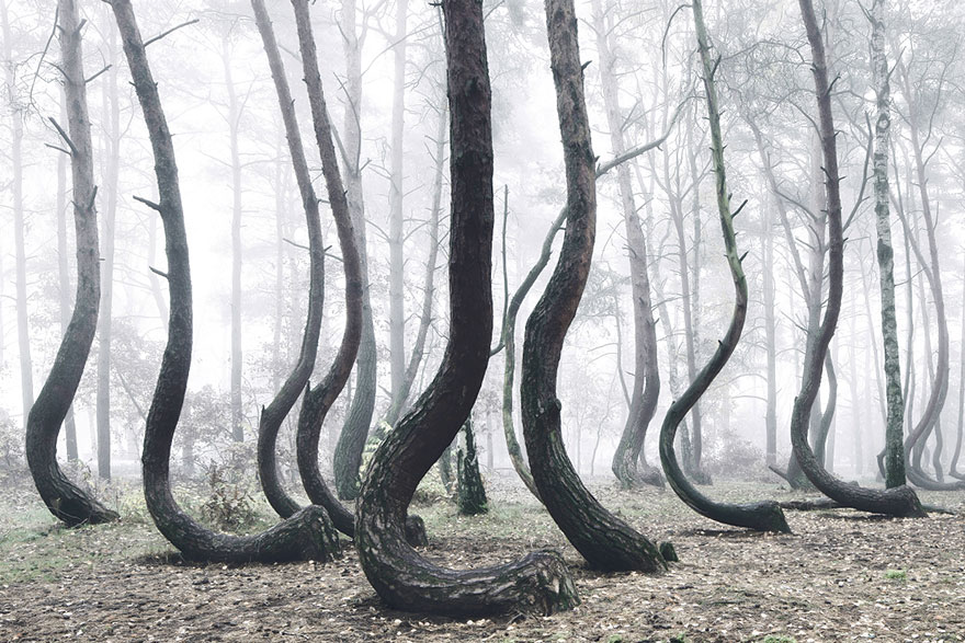 bosque-torcido-krzywy-las-kilian-schonberger-poland-polonia (3)