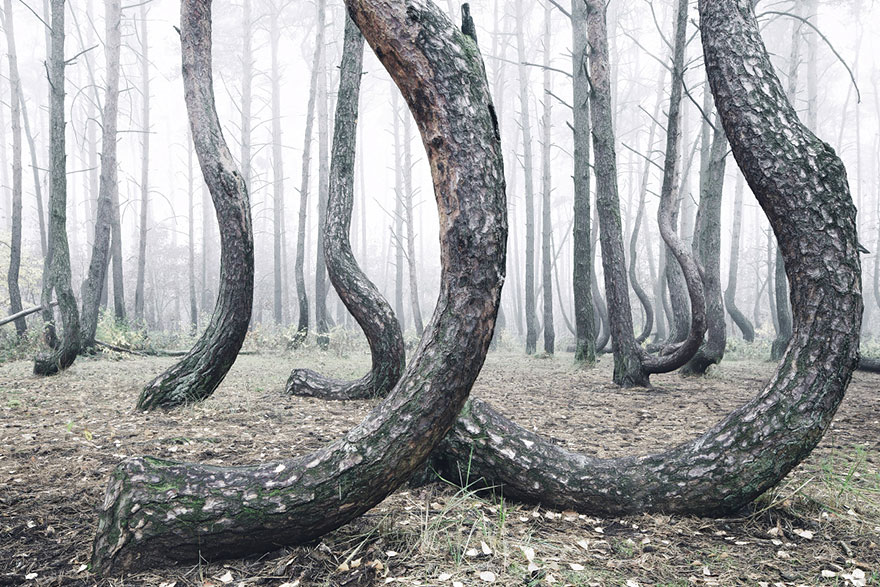 bosque-torcido-krzywy-las-kilian-schonberger-poland-polonia (4)