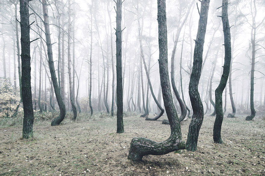 bosque-torcido-krzywy-las-kilian-schonberger-poland-polonia (5)