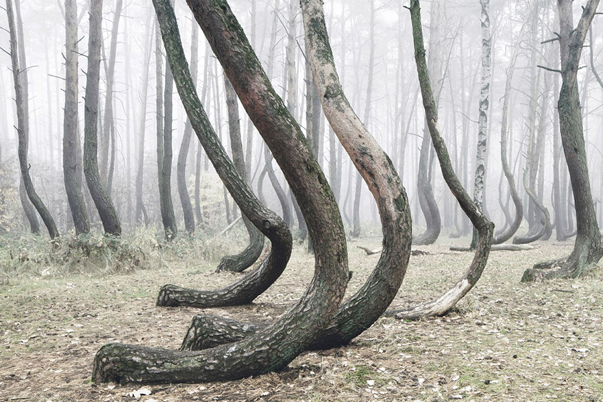 bosque-torcido-krzywy-las-kilian-schonberger-poland-polonia (6)