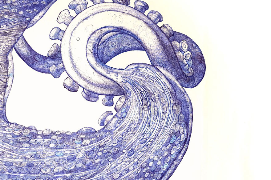 dibujo-pulpo-boligrafo-raymond-cicin (4)