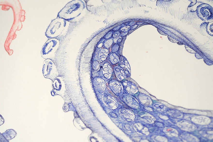 dibujo-pulpo-boligrafo-raymond-cicin (6)