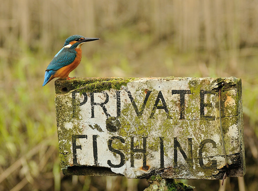 foto-perfecta-martin-pescador-alan-mcfayden (4)