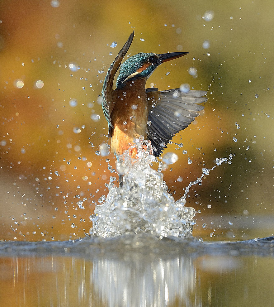 foto-perfecta-martin-pescador-alan-mcfayden (5)