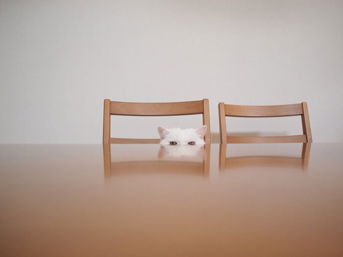 gato-anciano-disfrazado-ura-japon (1)