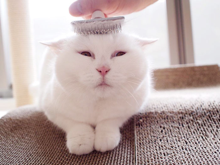 gato-anciano-disfrazado-ura-japon (2)