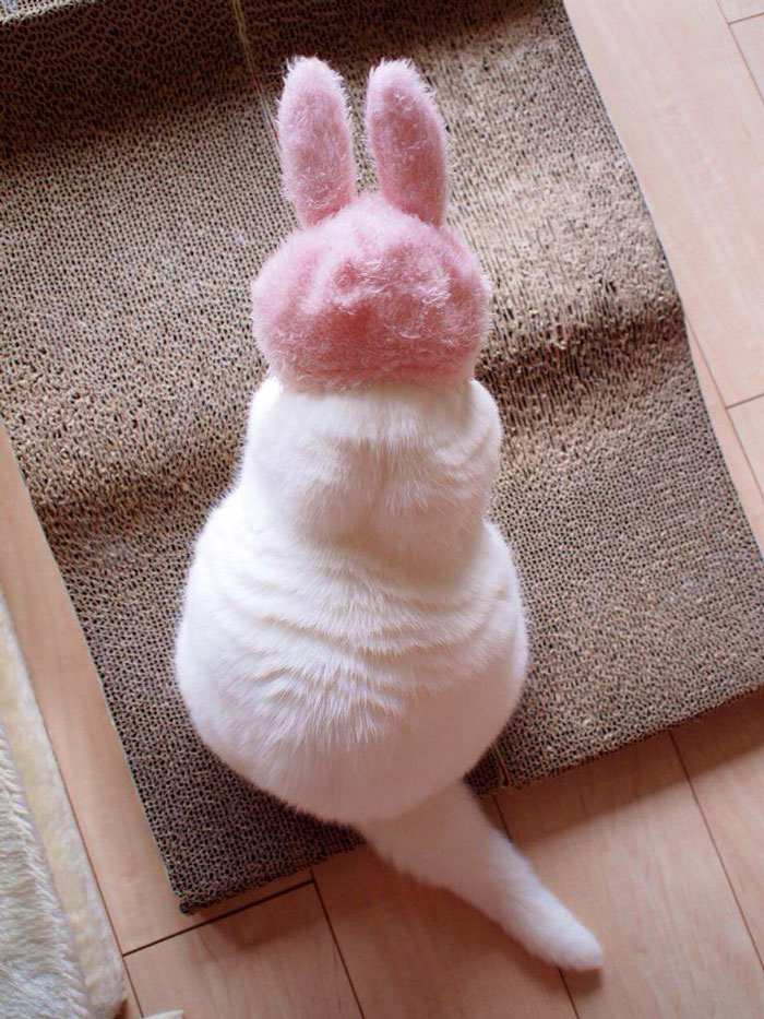 gato-anciano-disfrazado-ura-japon (3)