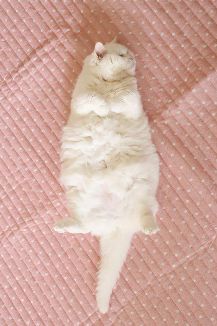 gato-anciano-disfrazado-ura-japon (5)