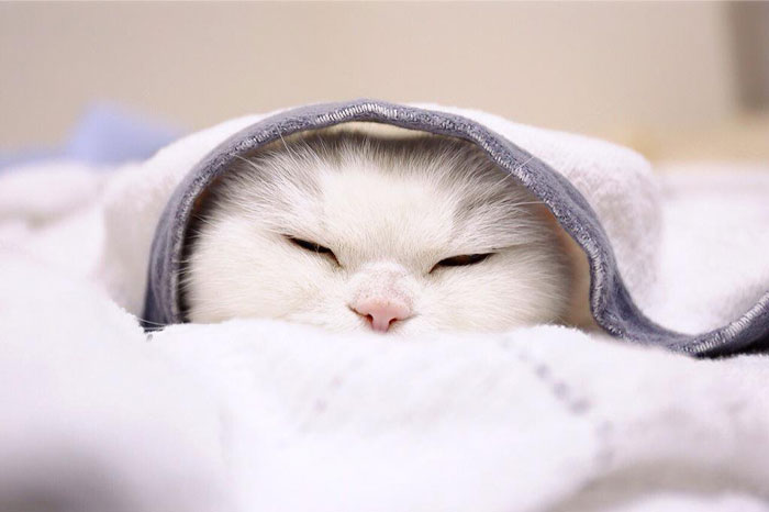 gato-anciano-disfrazado-ura-japon (8)