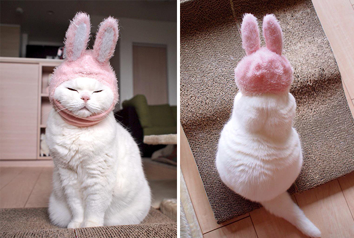 Esta gata de 17 años es la estrella de internet más perezosa de todo Japón