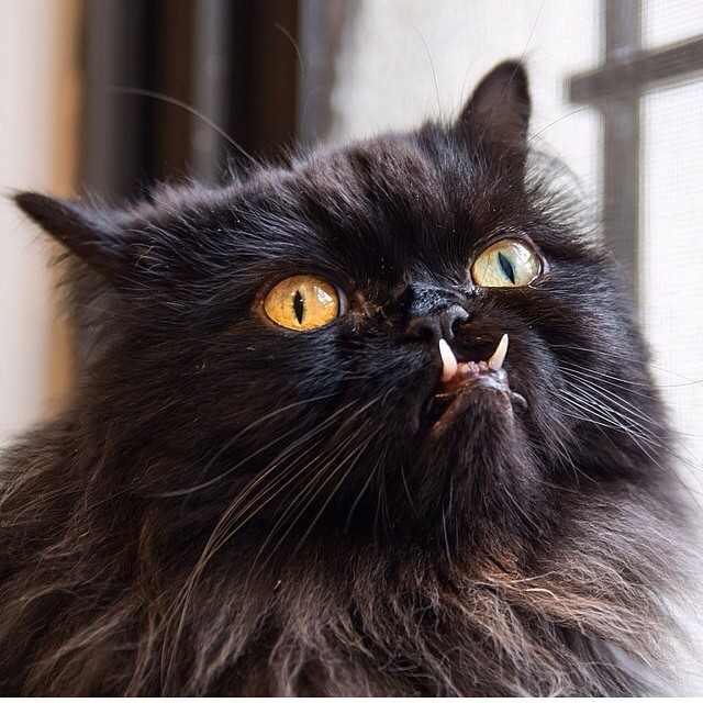 gato-rescatado-princess-monster-truck (11)