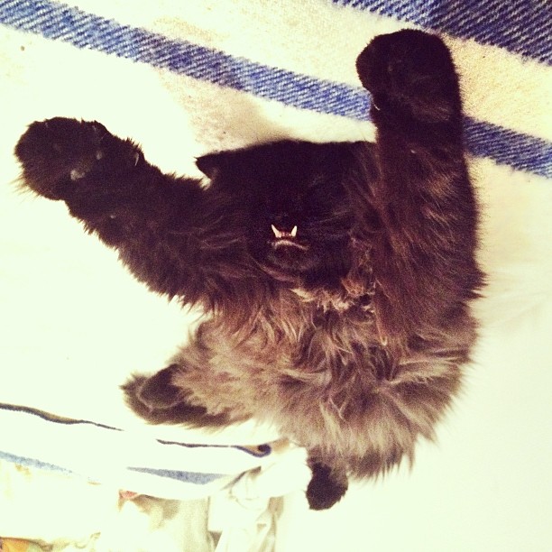 gato-rescatado-princess-monster-truck (14)