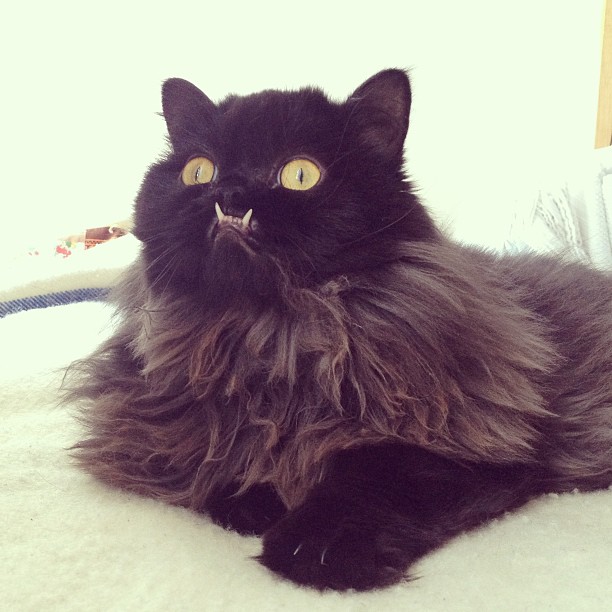 gato-rescatado-princess-monster-truck (15)