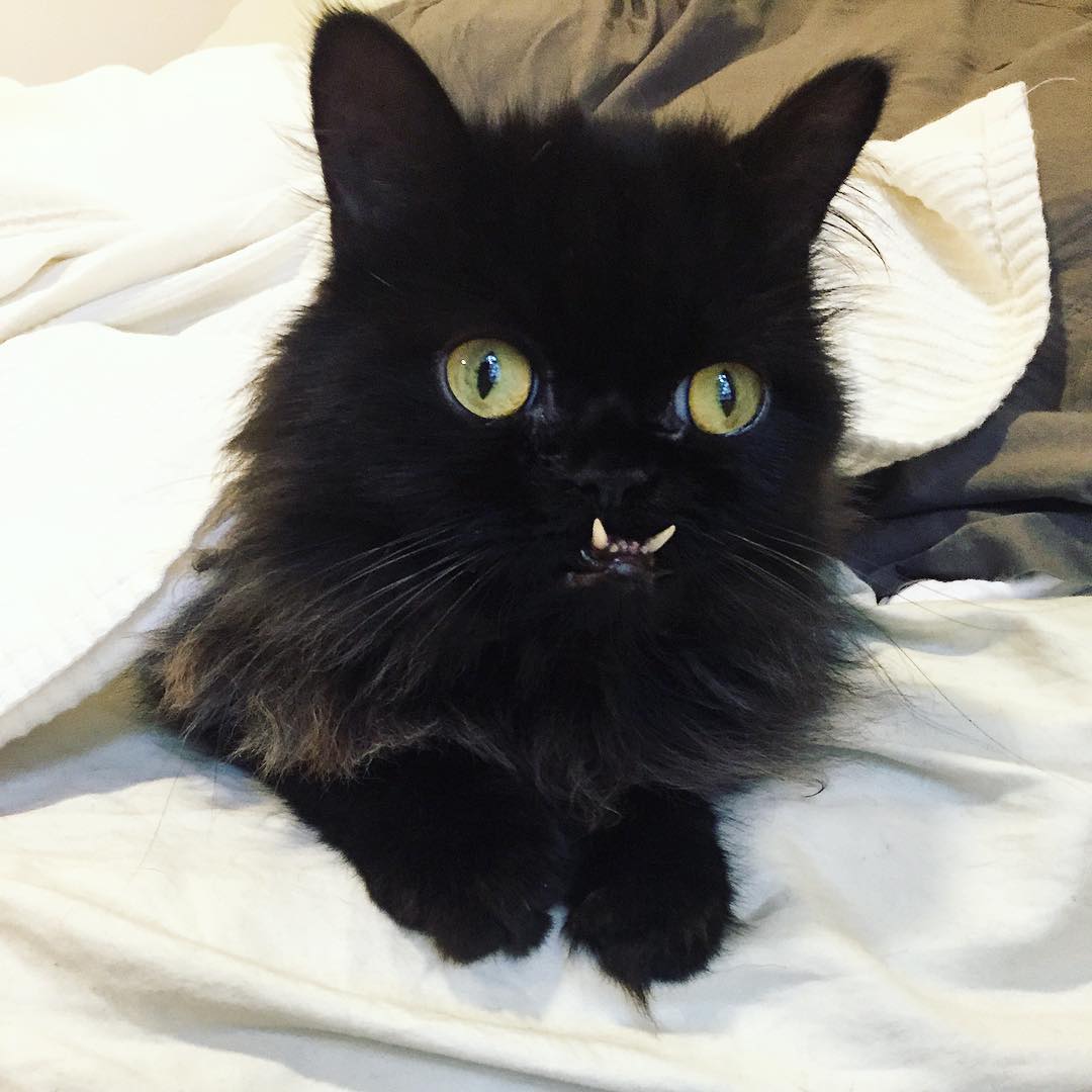 gato-rescatado-princess-monster-truck (3)