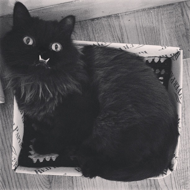 gato-rescatado-princess-monster-truck (6)