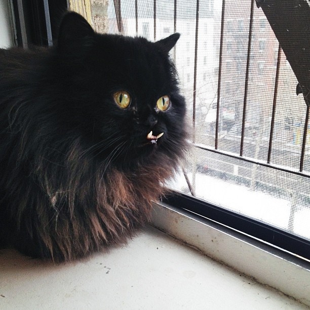 gato-rescatado-princess-monster-truck (9)